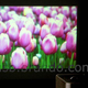 Illustration for article titled A Built-In Projector Manages To Make This Crappy Media Player Even Worse